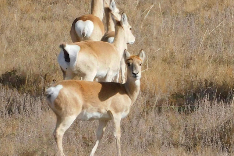 Mongolia: Hustai National Park