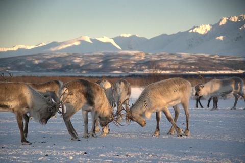 From Tromsø: Sami Culture and Reindeer Feeding