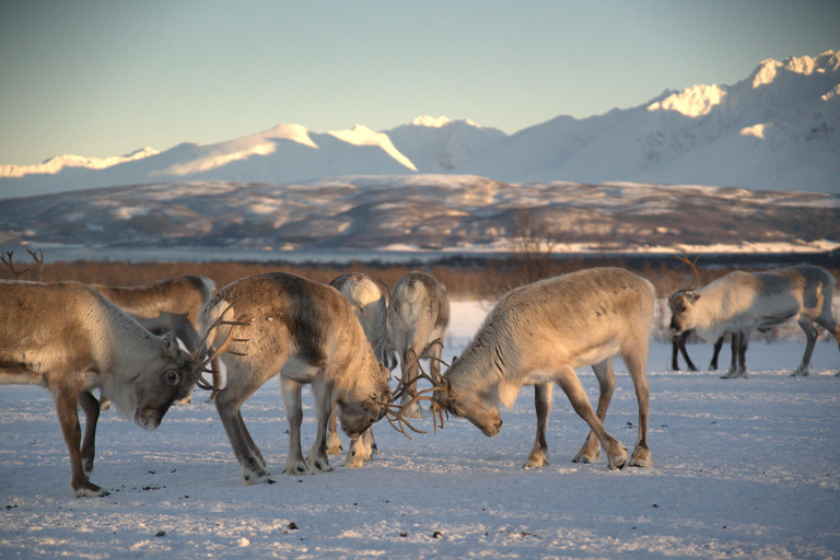 From Tromsø: Sami Culture and Reindeer Feeding