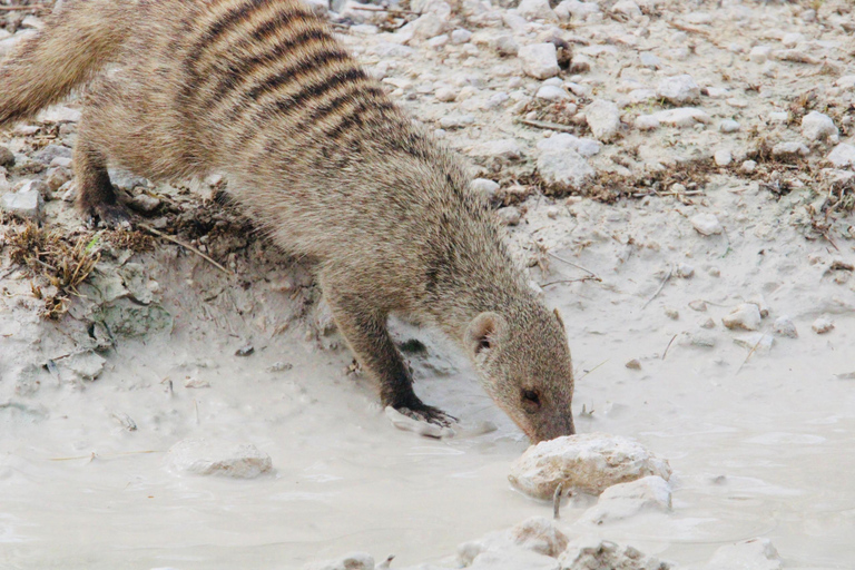 Windhoek: 3-Day Guided Safari in Etosha with Lodge