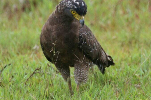 Responsible Wilpattu National Park Jeep Safari from Colombo Wilpattu National Park Half Day Safari from Colombo/Negombo