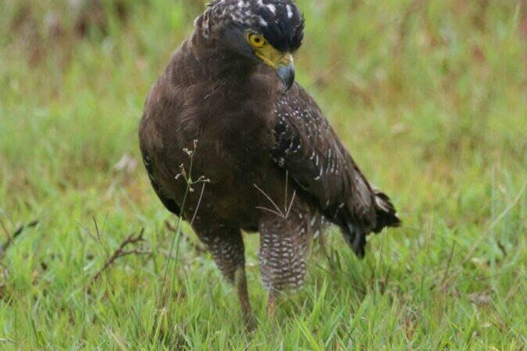 Responsible Wilpattu National Park Jeep Safari from Colombo Wilpattu National Park Half Day Safari from Colombo/Negombo