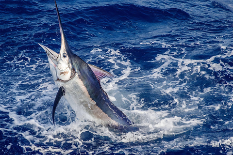 Sortie de pêche traditionnelle en mer avec K’PTAIN ARIEL – Martinique