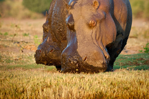 Excursión de un día a Chobe