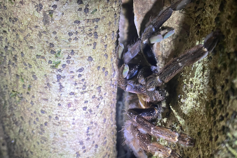 Puerto Jimenez: Jungle Night Walk near Corcovado NP
