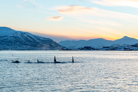 Tromsø: Cruzeiro noturno à luz do Ártico com sopa de peixe