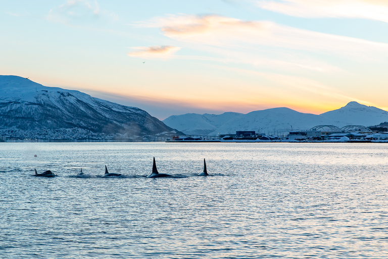 Tromsø: Wieczorny rejs w świetle arktycznym z zupą rybną