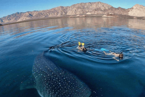 Whale Shark Swim, La Paz, and Todos Santos Day Trip