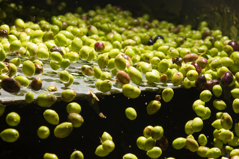 Visit an almazara + extra virgin olive oil tasting: Baeza