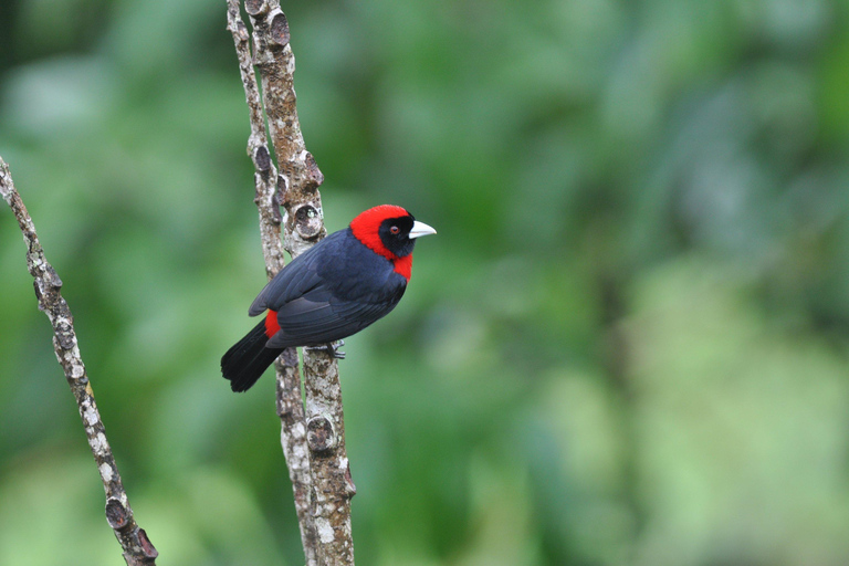 Carara National Park: Beste Tour Carara National Park - Ein Tag