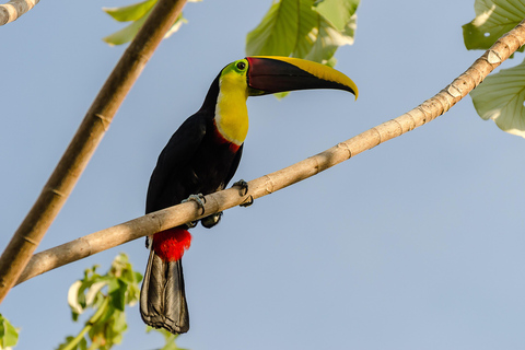 Parque Nacional de Carara: Melhor Tour Parque Nacional de Carara - Um dia