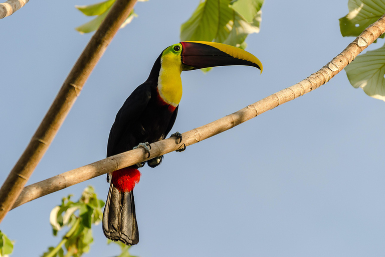 Carara National Park: Beste Tour Carara National Park - Ein Tag