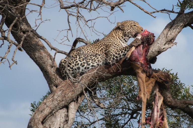 De Moshi: Safari económico de 7 dias com acampamento na Tanzânia