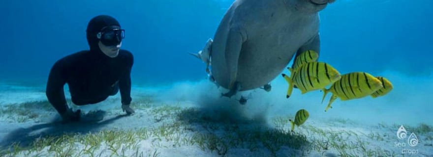 Marsa Alam : snorkeling avec les tortues et les vaches marines de Marsa Mubarak