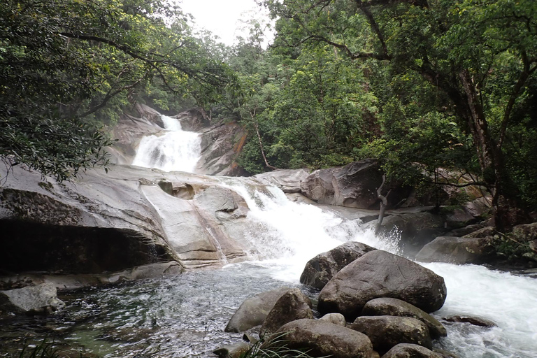 Cairns : Visite guidée de la forêt tropicale, du littoral et des sites touristiques