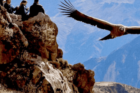 Arequipa: Excursion Colca Canyon, Option ending in Puno