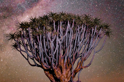 Namibia: Desert Tribe, Shipwreck Coast & Stargazing Tour