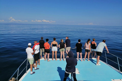 Whale Watching &amp; Safari Tour to Montaña Redonda