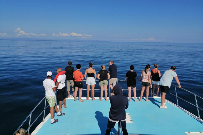 Whale Watching &amp; Safari Tour to Montaña Redonda