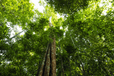 Von Kuala Lumpur aus: Taman Negara National Park Private Tour