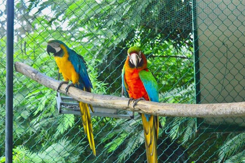 Kandy: Tea Museum, Temple, Bird Park & Dance Show Tour