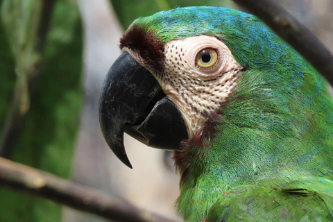 Kartagena: prywatna wycieczka z obserwacją ptaków w tropikalnym lesie suchymKartagena: Prywatna wycieczka z obserwacją ptaków w tropikalnym lesie suchym