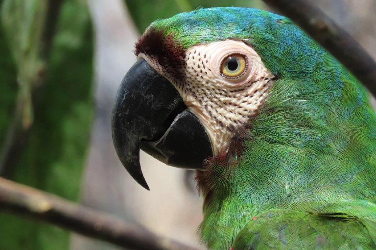 Kartagena: prywatna wycieczka z obserwacją ptaków w tropikalnym lesie suchymKartagena: Prywatna wycieczka z obserwacją ptaków w tropikalnym lesie suchym