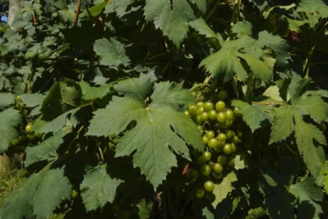 Medellin: Wine Tour in Antioquia, Flavors and unforgettable moments