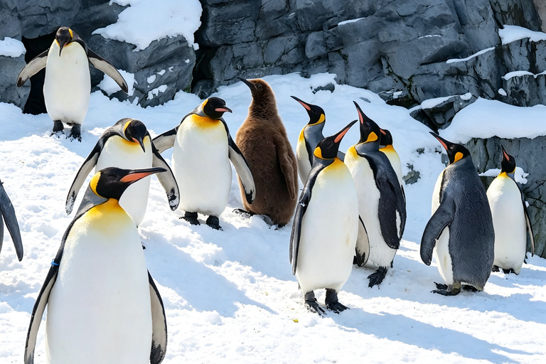 Sapporo: Asahiyama Zoo, Blue Pond & Chiyoda Farm Day Tour Private Sightseeing Tours