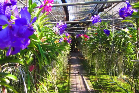 Temple de Doi Suthep, ferme d&#039;orchidées et cascade de Sticky avec déjeuner