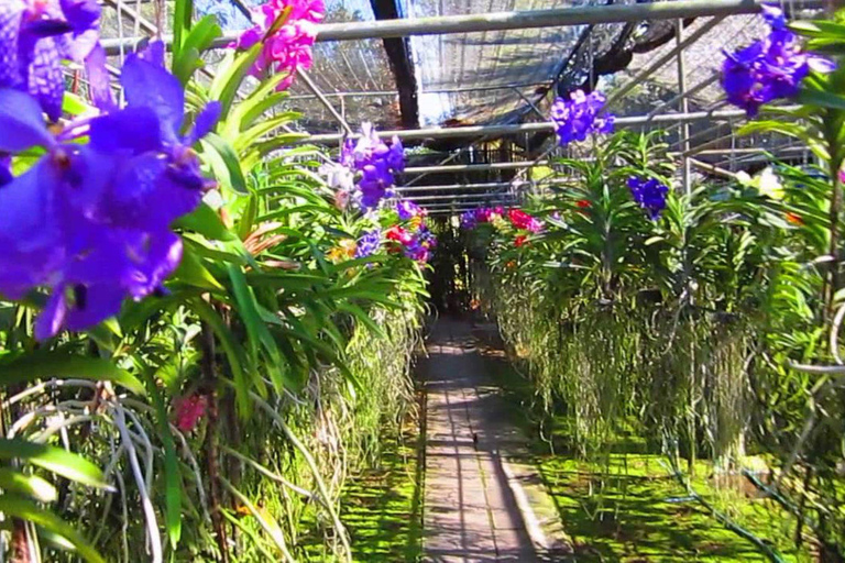 Doi Suthep Tempel, Orchideeën Hoeve &amp; Kleverige Waterval met Lunch