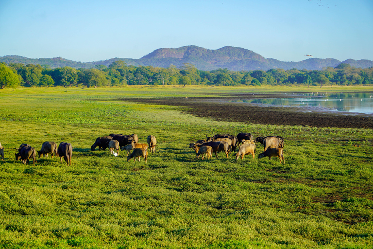 Kaudulla Wildlife & Landscape Photography Expedition