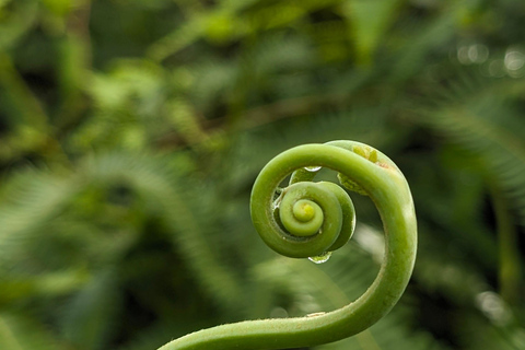 Panamá; San Blas Dos días en la selva todo incluido