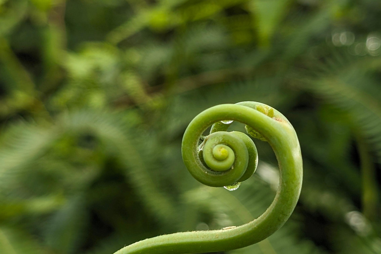 Panamá; San Blas Dos días en la selva todo incluido