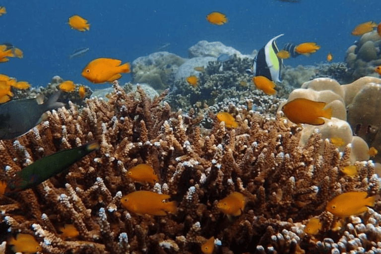 Phuket : Surin Island by Speedboat Khao Lak: Surin Island by Speedboat