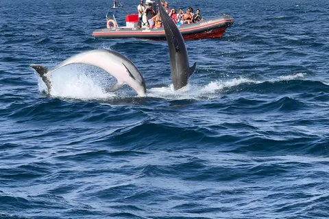 Albufeira : observation des dauphins et croisière en bateau dans la grotte de Benagil