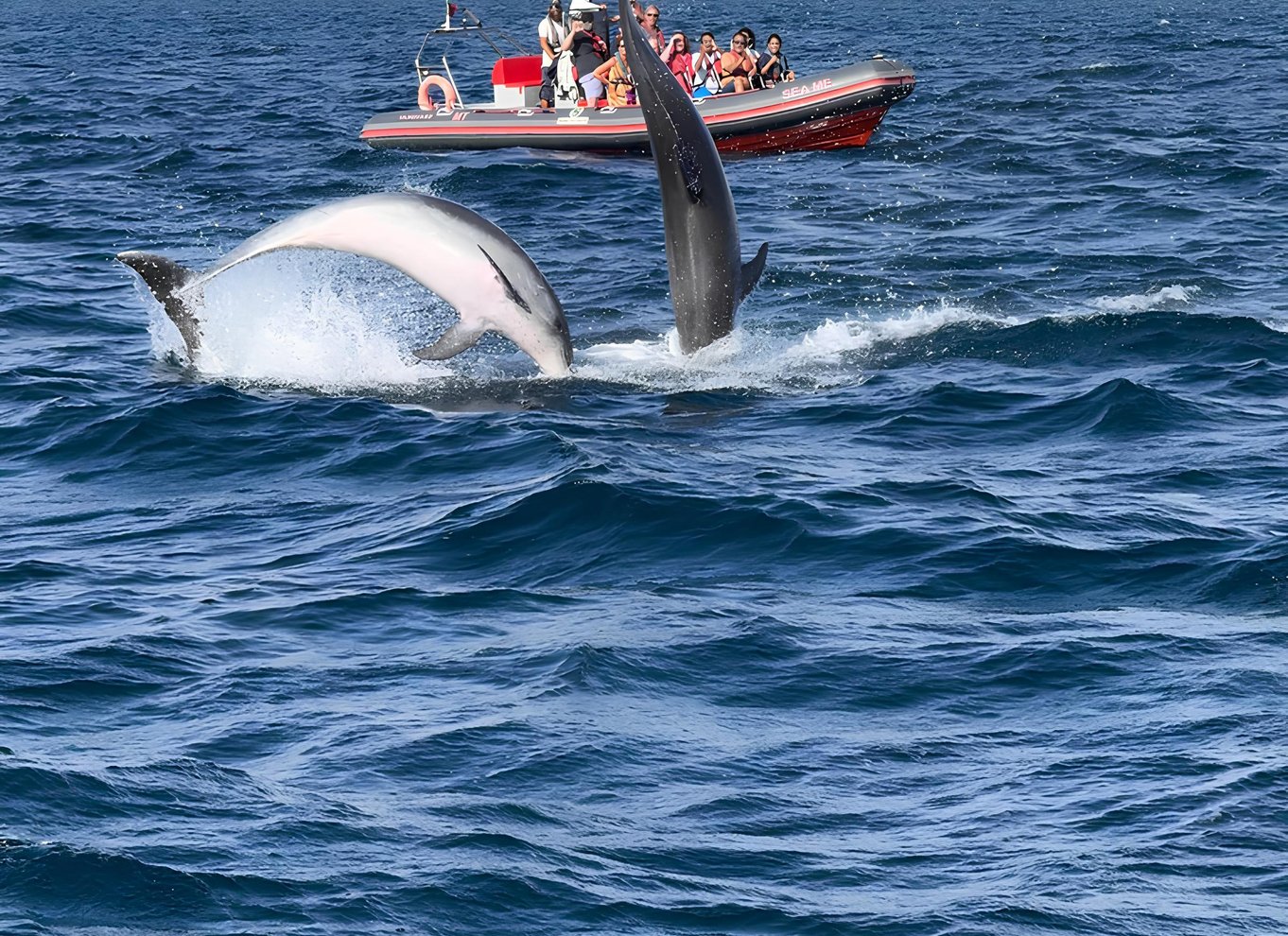 Albufeira: Delfinsafari og Benagil Cave Boat Cruise
