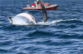 Albufeira: Small-Group Dolphins & Benagil Cave Boat Tour