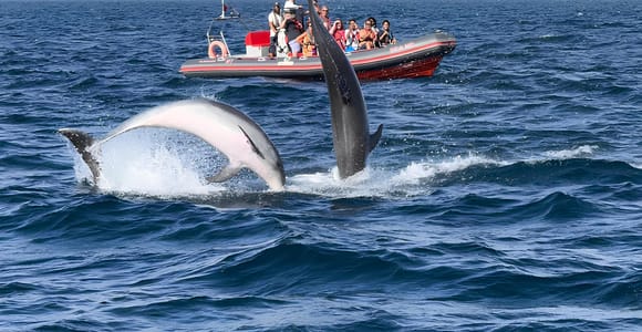 Albufeira: Small-Group Dolphins & Benagil Cave Boat Tour