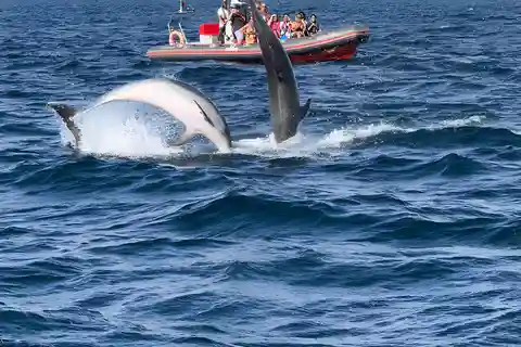 Albufeira: osservazione dei delfini e crociera in barca nella grotta di Benagil
