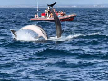 Albufeira: Observação de Golfinhos e Passeio de Barco na Gruta de Benagil