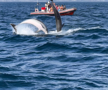 Albufeira: Dolphin Watching and Benagil Cave Boat Cruise