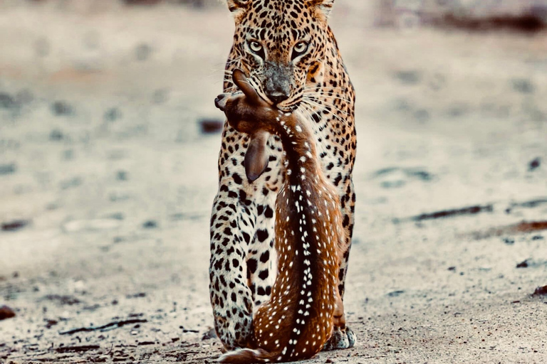 Yala: All-Inclusive Leopard Safari with Driver & Tickets
