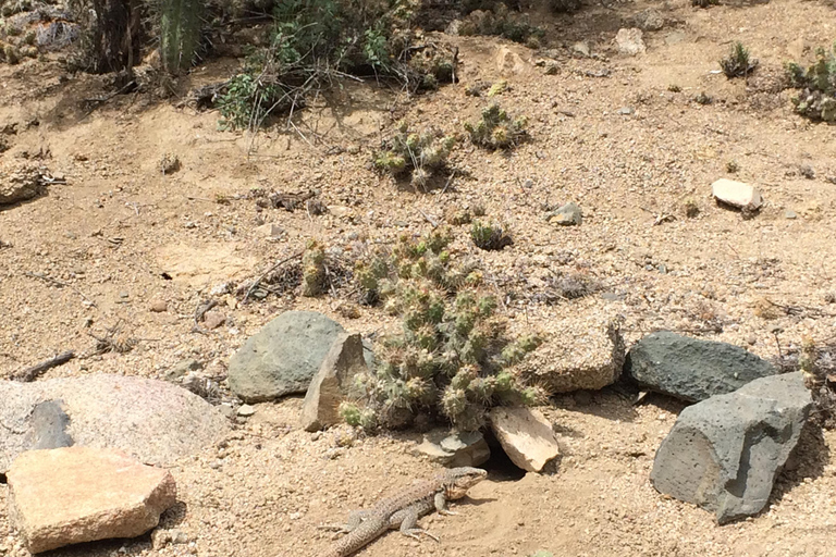 Chile: Das verzauberte Tal der atlantischen Schamanen Zeremonienstätte