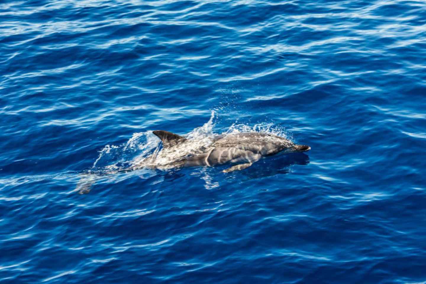 Tour dell'isola Ortigia,grotta azzurra, avvistamento delfini