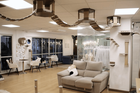 Malaga centro historico: Paws For A Moment Cat Cafe