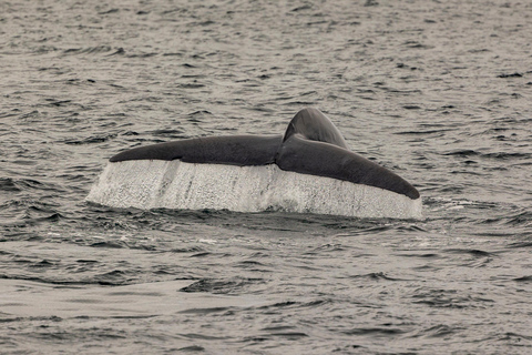 San Diego: Delphin- und Whale-Watching-Bootsfahrt bei Sonnenuntergang