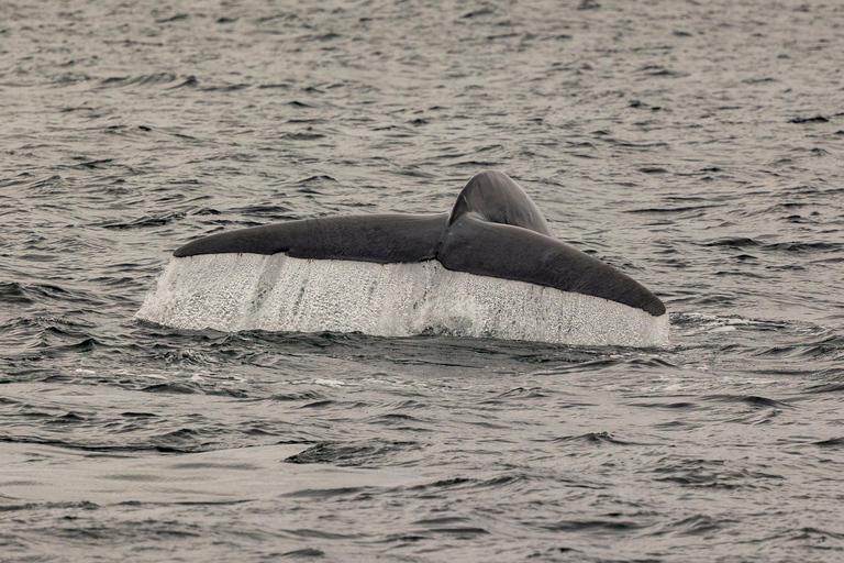 San Diego: Delfin- och valskådningskryssning i solnedgången