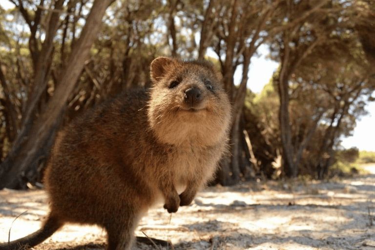 Perth: Scenic Flight to Rottnest Island with Half-Day Visit