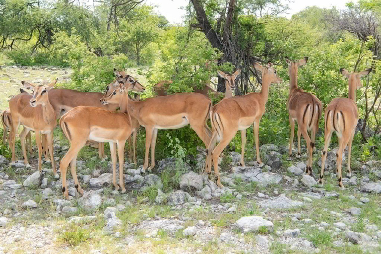 LOCATION: 3 Days Queen Elizabeth Park & Chimp Trekking Tour
